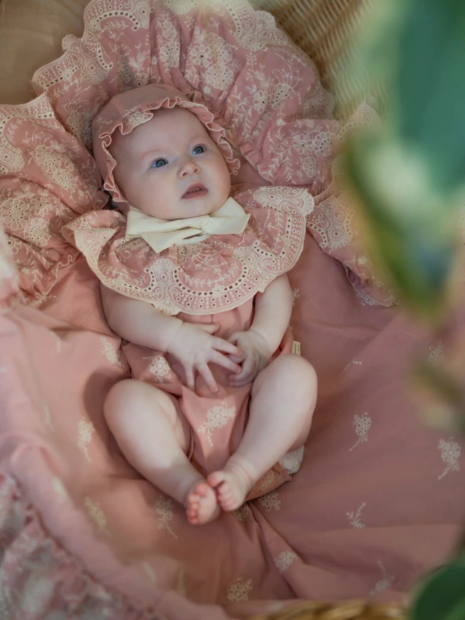 Боди, Азалия