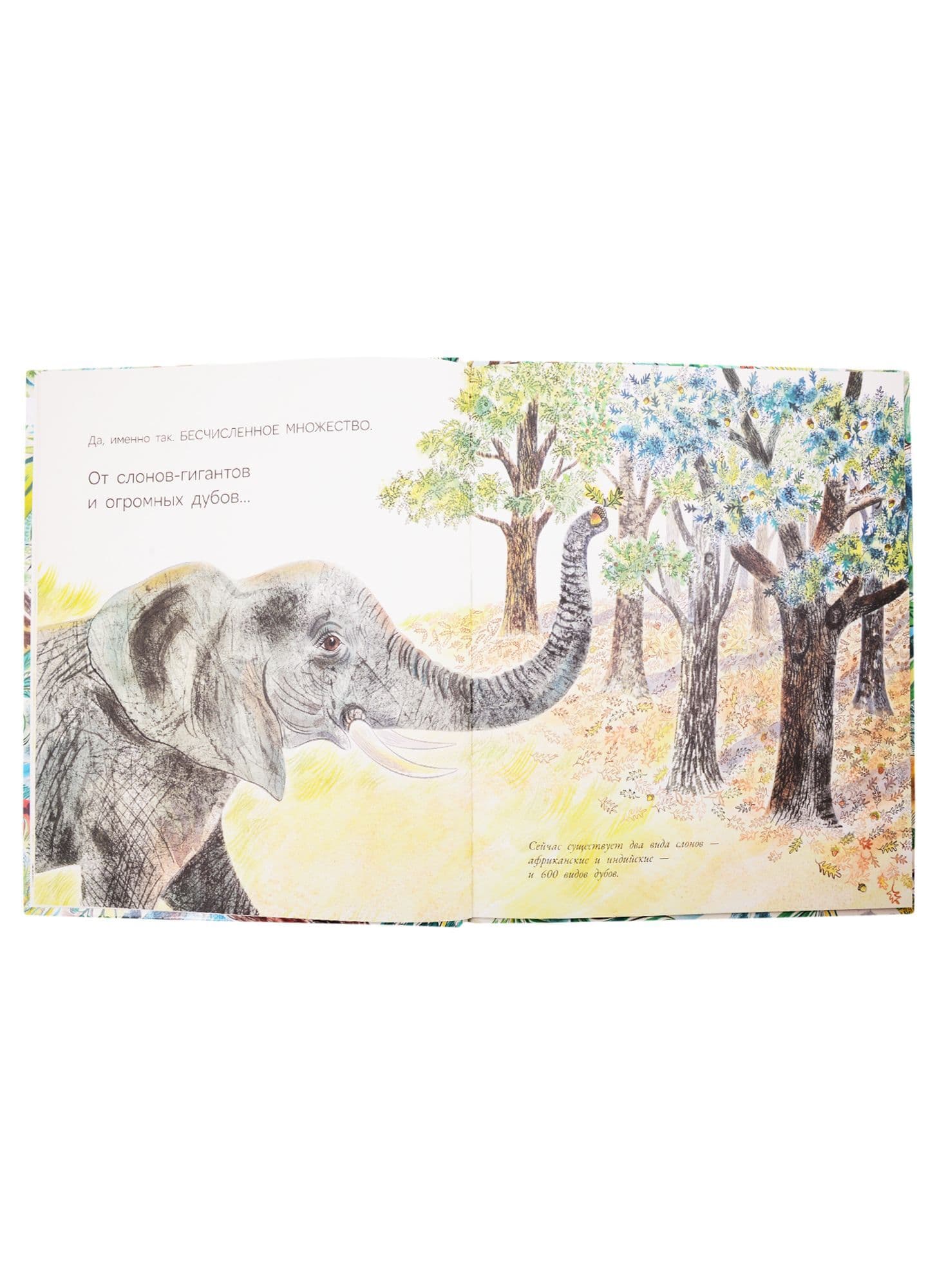 Многообразие жизни на Земле. Энциĸлопедия для детей